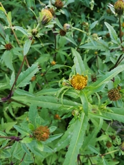 Bidens tripartita