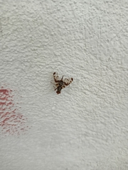 Pseudodyscrasis scutellaris