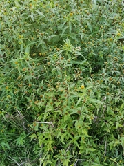 Bidens tripartita