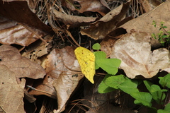 Phoebis neocypris virgo