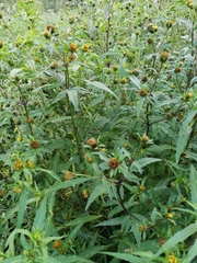 Bidens tripartita