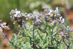 Ocimum burchellianum