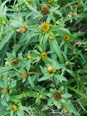 Bidens tripartita