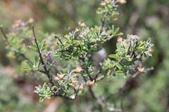 Ocimum burchellianum