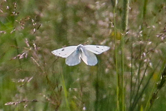 Pontia occidentalis