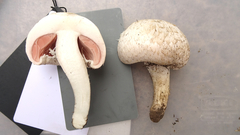 Agaricus campestris