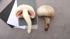 Agaricus campestris