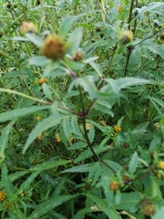 Bidens tripartita