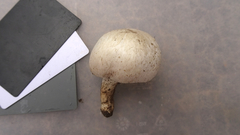 Agaricus campestris