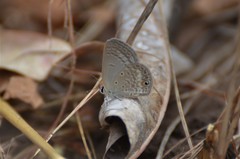 Euchrysops malathana