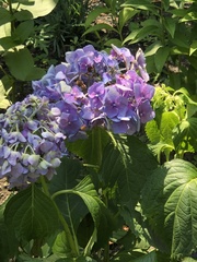 Hydrangea