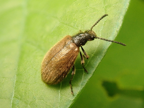 Rough-haired Lagria Beetle