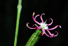 Silene burchellii burchellii