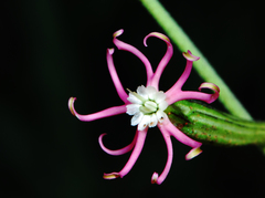 Silene burchellii burchellii