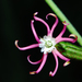 Cape Catchfly - Photo (c) peterwebb, some rights reserved (CC BY-NC), uploaded by peterwebb