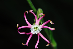 Silene burchellii burchellii