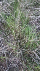 Juncus mexicanus
