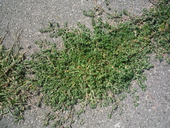 Polygonum aviculare aviculare