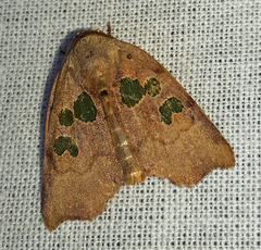 Xenochroa chlorostigma