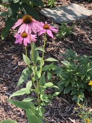 Echinacea