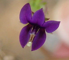Monopsis simplex