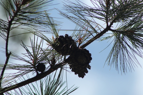 Lawson's pine (Pinus lawsonii)