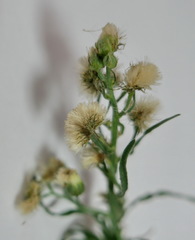 Erigeron bonariensis