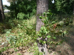 Cornus sanguinea australis
