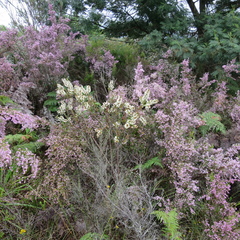 Struthiola hirsuta
