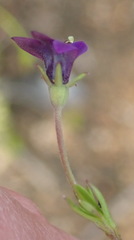 Monopsis simplex