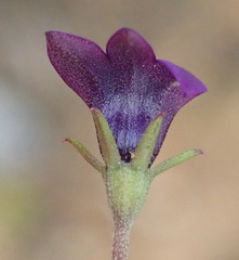 Monopsis simplex