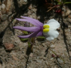 Nemesia pulchella