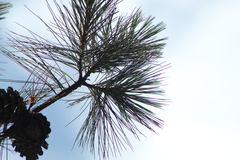 Pinus lawsonii