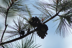 Pinus lawsonii