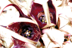 Brachystelma barberae