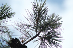 Pinus lawsonii