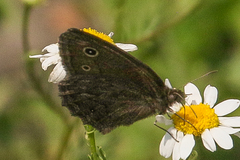 Cercyonis oetus