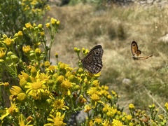 Satyrus actaea