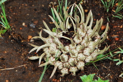 Brachystelma barberae