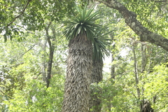 Furcraea longaeva