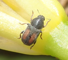 Urodontinae