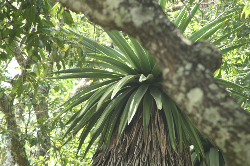 Furcraea longaeva
