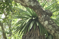 Furcraea longaeva