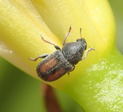 Urodontinae