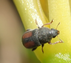 Urodontinae