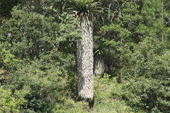 Furcraea longaeva