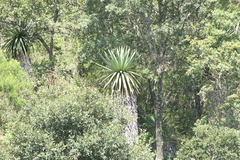 Furcraea longaeva