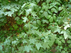 Acer laetum