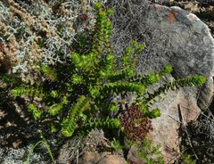 Crassula undulata