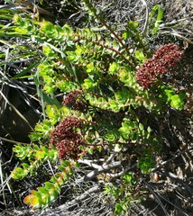 Crassula undulata